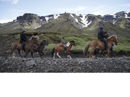 Riding with the Herd in Iceland 